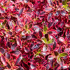 Coprosma Fireburst - GardenView Plant Nursery