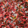 Coprosma Mirror Bush - GardenView Plant Nursery