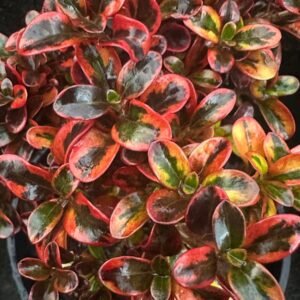 Coprosma Mirror Bush