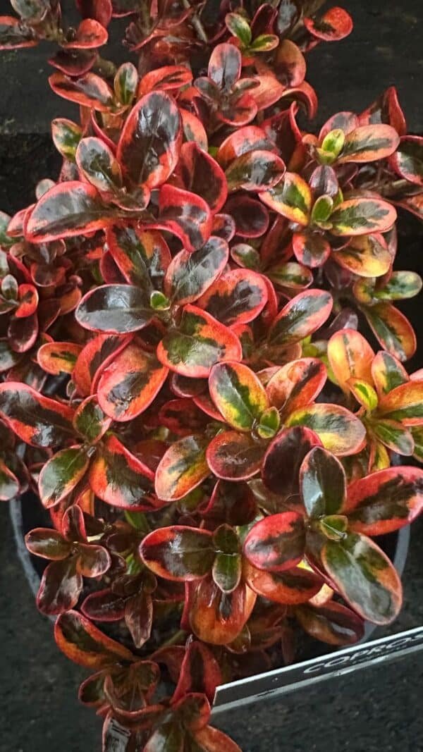 Coprosma Mirror Bush