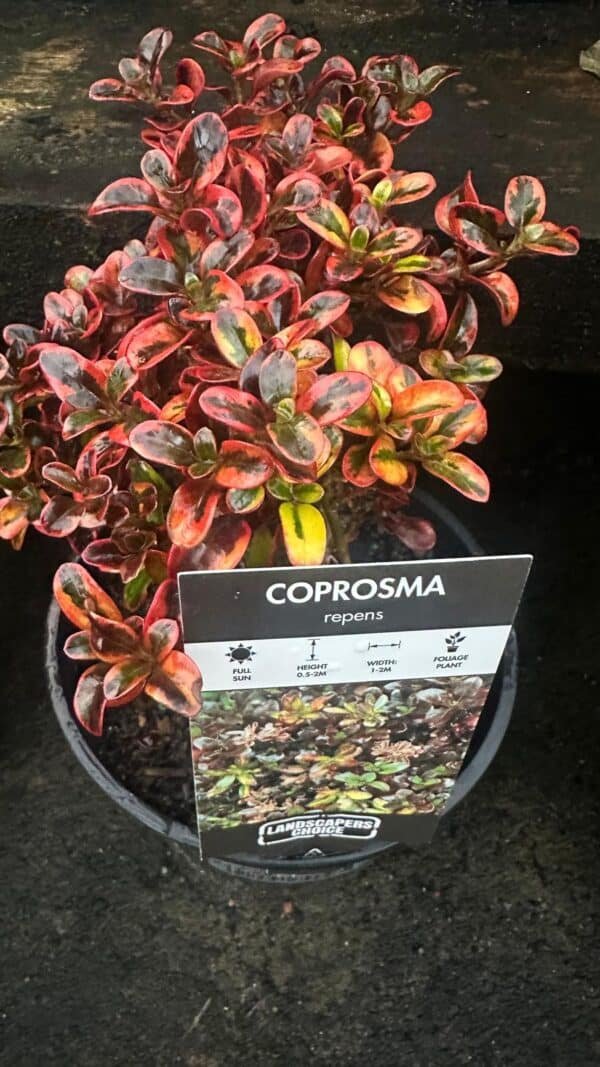 Coprosma Mirror Bush - Image 2