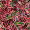 Coprosma Rainbow Surprise - GardenView Plant Nursery