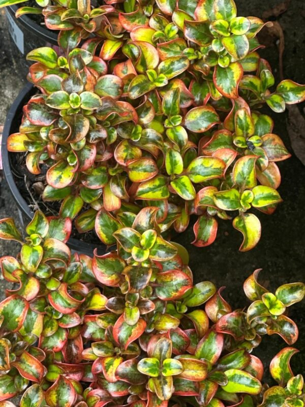 Coprosma-Tequila-Sunrise_GVN