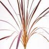 Cordyline Electric Flash_GardenView Nursery