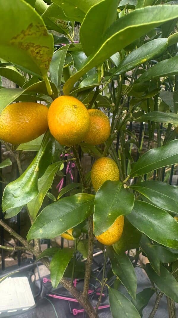 Cumquat Nagami - Image 3