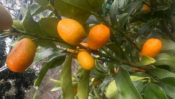 Cumquat Nagami - Image 2