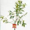 Cumquat-Nagami_GardenView_Nursery