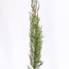 Cupressus Sempervirens Glauca 1 GardenView Nursery - GardenView Plant Nursery