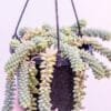 DONKEYS-TAIL_GardenView-Nursery