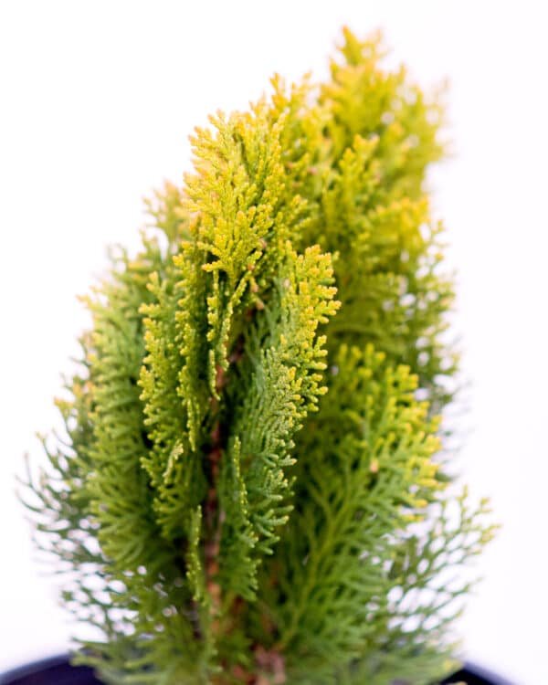 Gardenview plant nursery thuja morgan_gardenview nursery