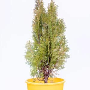 Gardenview plant nursery thuja gold biota_gardenview nursery