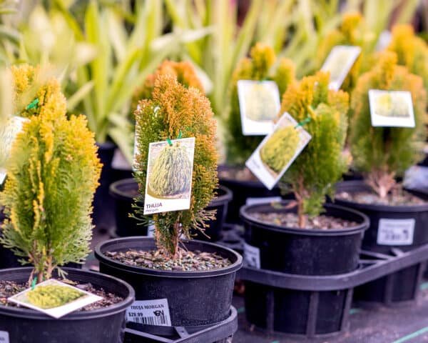 Gardenview plant nursery thuja morgan_gardenview nursery