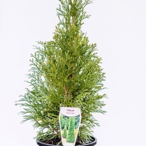 Gardenview plant nursery thuja smaragd_gardenview nursery