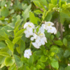 Duranta Erecta Alba - GardenView Plant Nursery