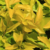 Duranta Sheenas Gold - GardenView Plant Nursery
