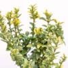 EUONYMUS-JAP-GOLDEN_GardenView_Nursery