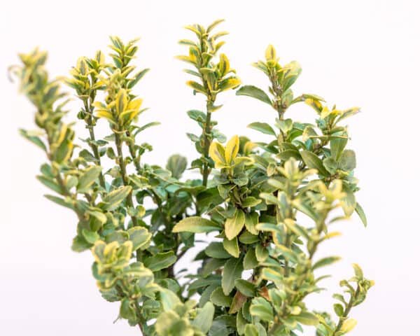 Gardenview plant nursery euonymus-jap-golden_gardenview_nursery