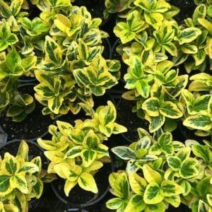 Euonymus Aureomarginatus (Golden Euonymus) Garden View Nursery