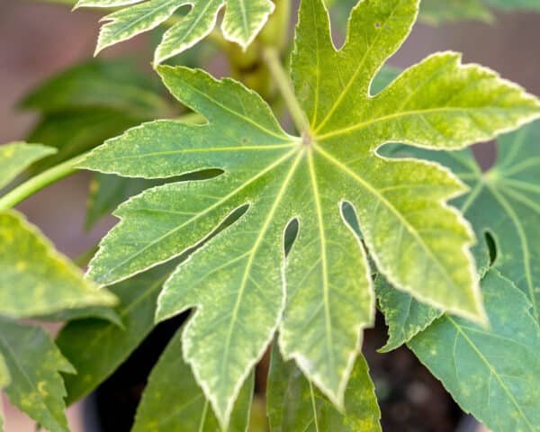 Gardenview plant nursery fatsia-spider's-web_gardenview_nursery