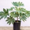 Fatsia-Spider's-Web_GardenView_Nursery