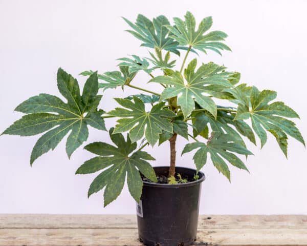 Gardenview plant nursery fatsia-spider's-web_gardenview_nursery