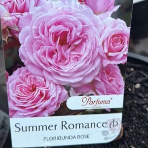 Floribunda Rose_GardenView Nursery