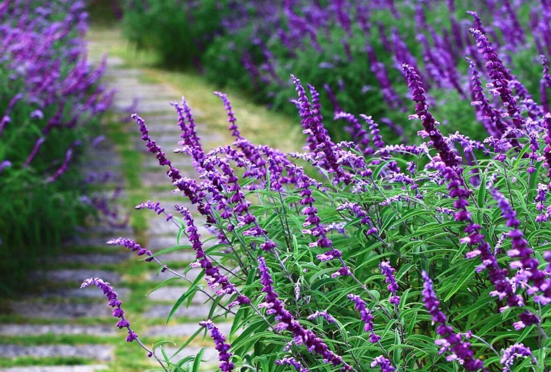 Flower-Plants_GardenView-Nursery