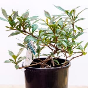 GARDENIA-RADICANS_GardenView_Nursery