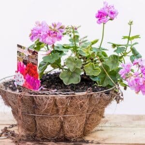 Gardenview plant nursery geranium-basket_gardenview-nursery