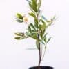GORDONIA-AXILARIS_GardenView-Nursery