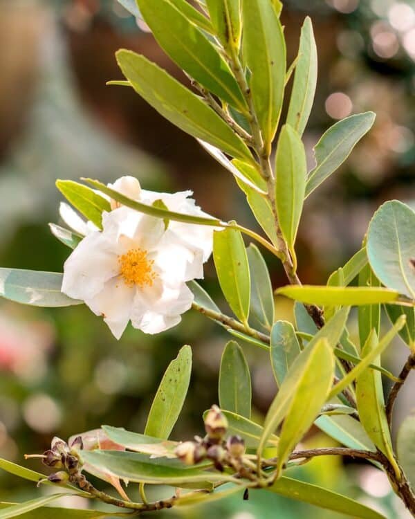 Gardenview plant nursery gordonia-axilaris_gardenview-nursery