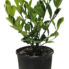 Gardenia Florida 1 - GardenView Plant Nursery