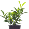 Gardenia Magnifica 1 - GardenView Plant Nursery