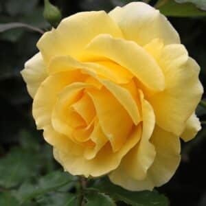 Gold-Bunny_GardenView-Nursery