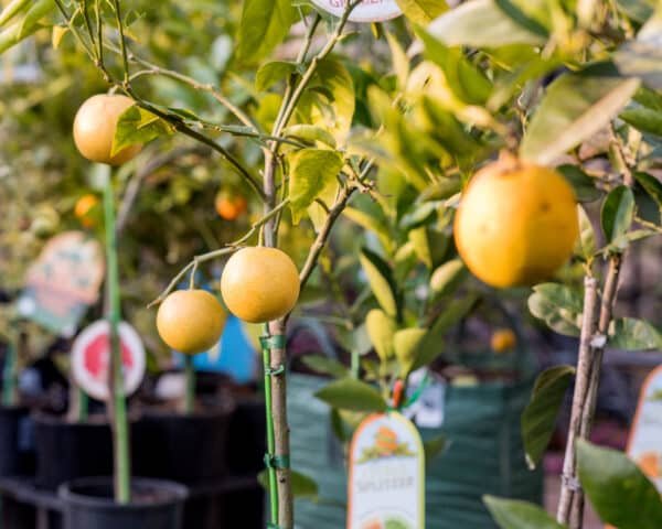 Gardenview plant nursery grapefruit-red_gardenview_nursery