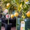 Grapefruit-Red_GardenView_Nursery