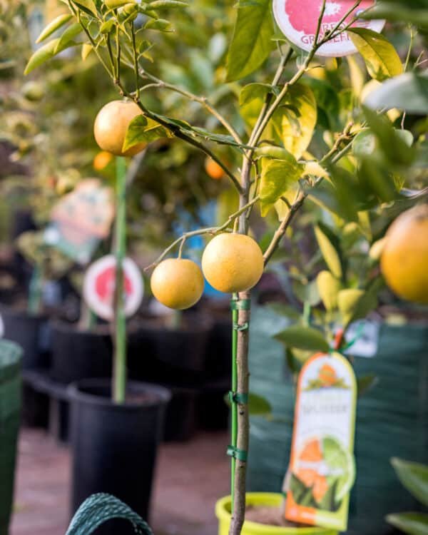 Gardenview plant nursery grapefruit-red_gardenview_nursery