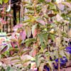 Guava-Hawaiian_GardenView_Nursery