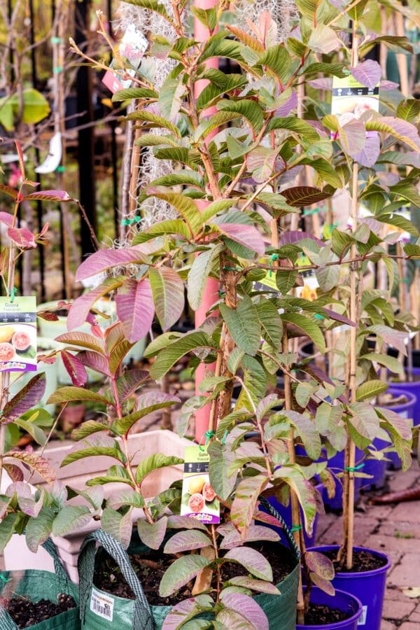 Gardenview plant nursery guava-hawaiian_gardenview_nursery