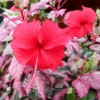 Hibiscus Variegated 1 - GardenView Plant Nursery
