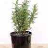 LAVENDER-STOECHAS_GardenView-Nursery
