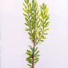 LEUADENDRON-GOLDSTRIKE_GardenView-Nursery