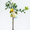 Lemonade_GardenView_Nursery