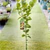 Lime-Tahitian_GardenView_Nursery