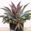 MANGAVE-PURPLE-PEOPLE-ESATER_GardenView-Nursery