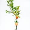 Mandarin-Afourer_GardenView_Nursery