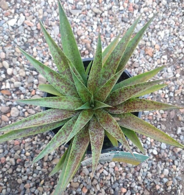 Gardenview plant nursery mangave-pineapple-hybrid_gardenview-nursery