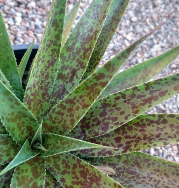 Gardenview plant nursery mangave-pineapple-hybrid_gardenview-nursery