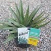 Mangave-Pineapple-Hybrid_GardenView-Nursery