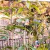 Mango-Kensington-Pride_GardenView_Nursery